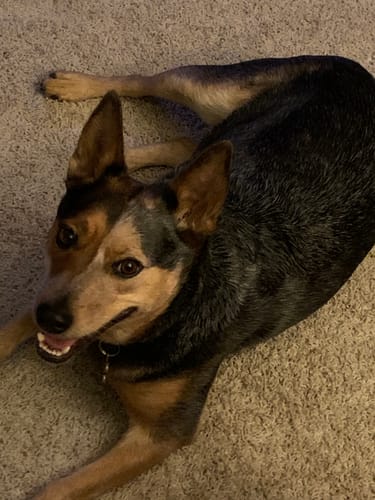 Customer's alert black and tan dog lying on a carpet and looking up, showing its improved mobility after using the pet CBD oil.