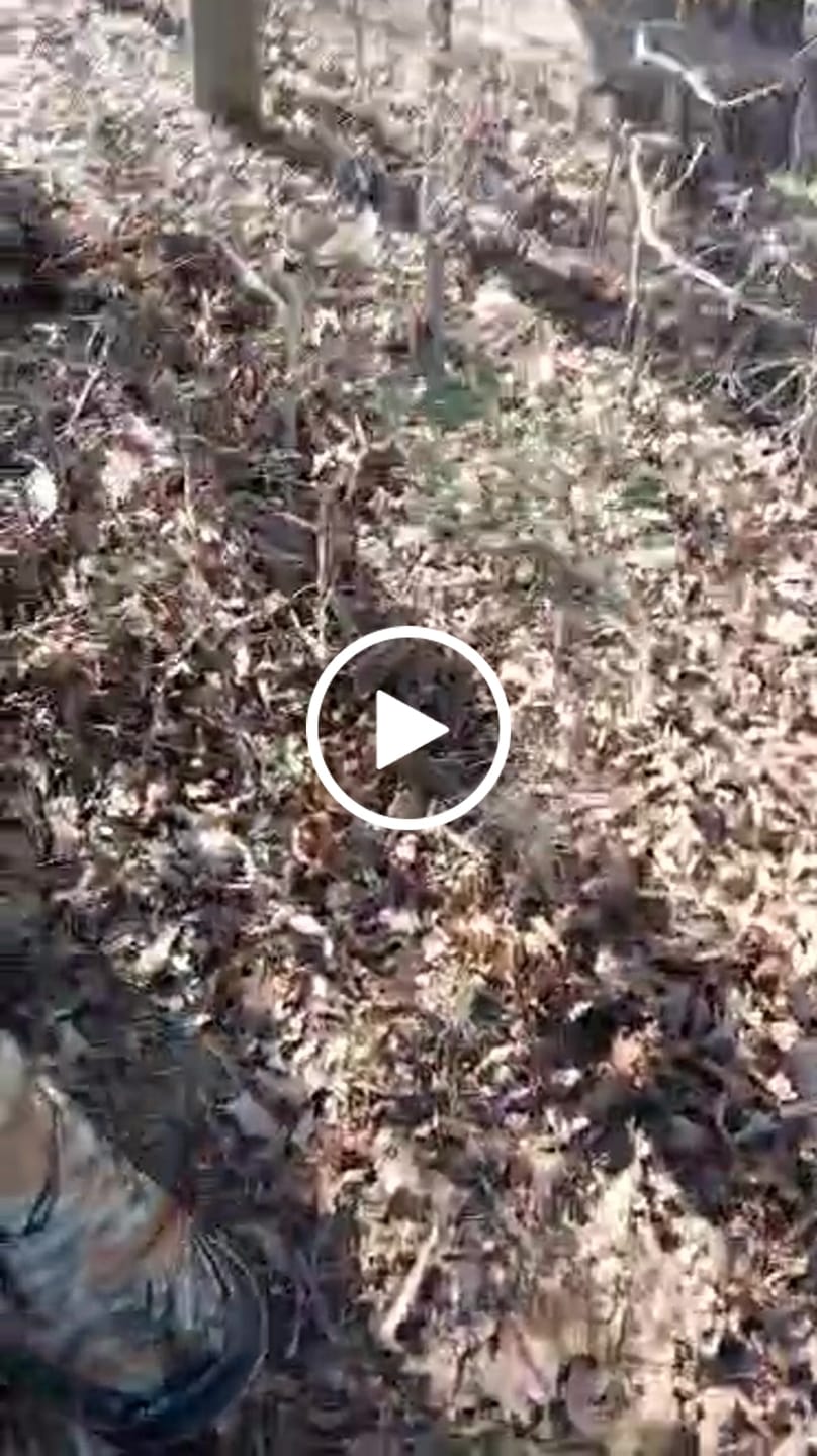 Customer video review of VisX/VisMax 270 Degree See Through Pop Up Hunting Blind