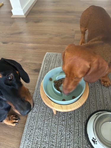 Customer photo review of Ceramic Slow Feeder Pet Bowl for Dogs and Cats