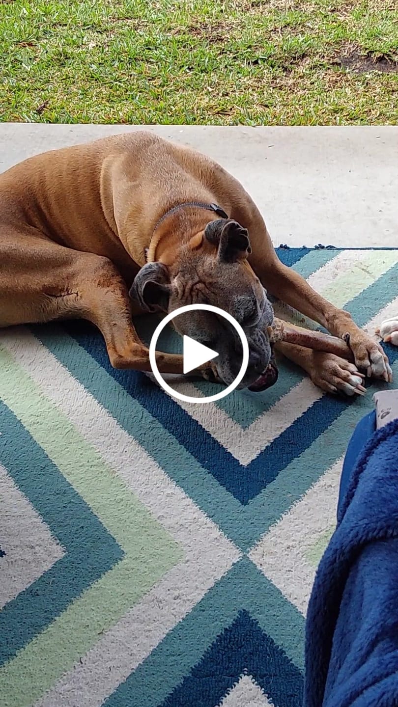 Customer video review of Power Chewer Trial Pack – Built for the Toughest Chewers!