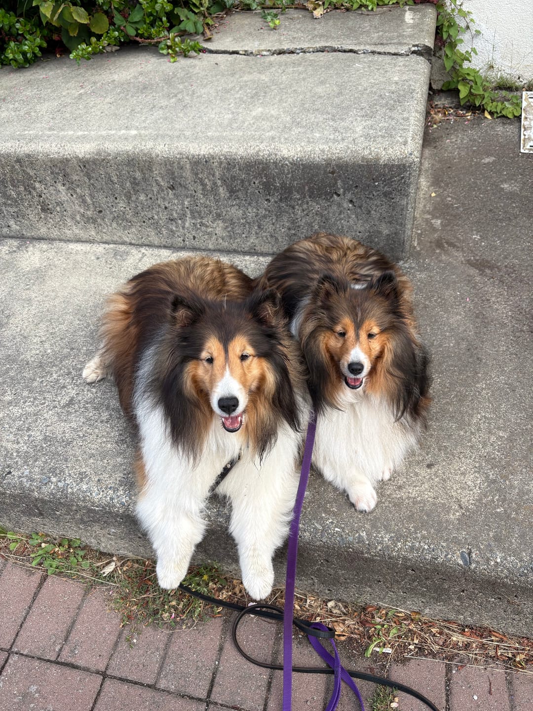Customer photo review of 6 Inch Standard Braided Bully Stick