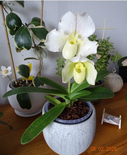 Ein Kunde zeigt seinen Frauenschuh Paphiopedilum White Lady mit zwei weißen Blüten in einem grauen Topf.