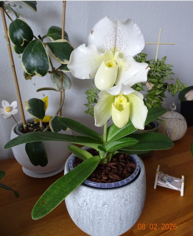 Customer photo review of Frauenschuh Paphiopedilum White Lady mit weißen Blüten und 1 Rispe
