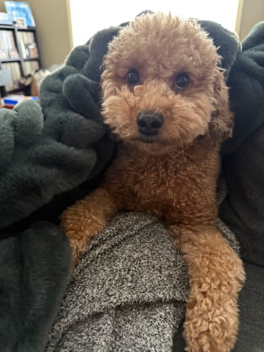 Customer photo review of Deep Forest Green Minky Blanket