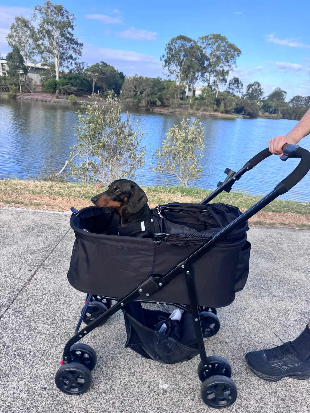 Customer photo review of Pet Stroller 3 in1Dog Cat Pram Carrier Foldable Pushchair Outdoor 4 Wheels