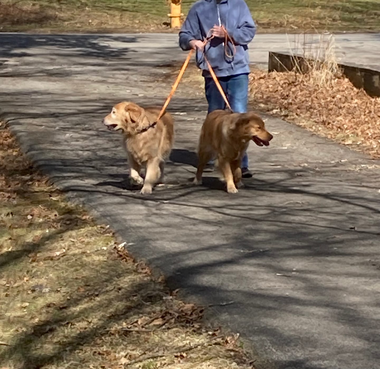 Customer photo review of Waterproof Two Dog Leash / Two Dog Leash Splitter | Built with BioThane®