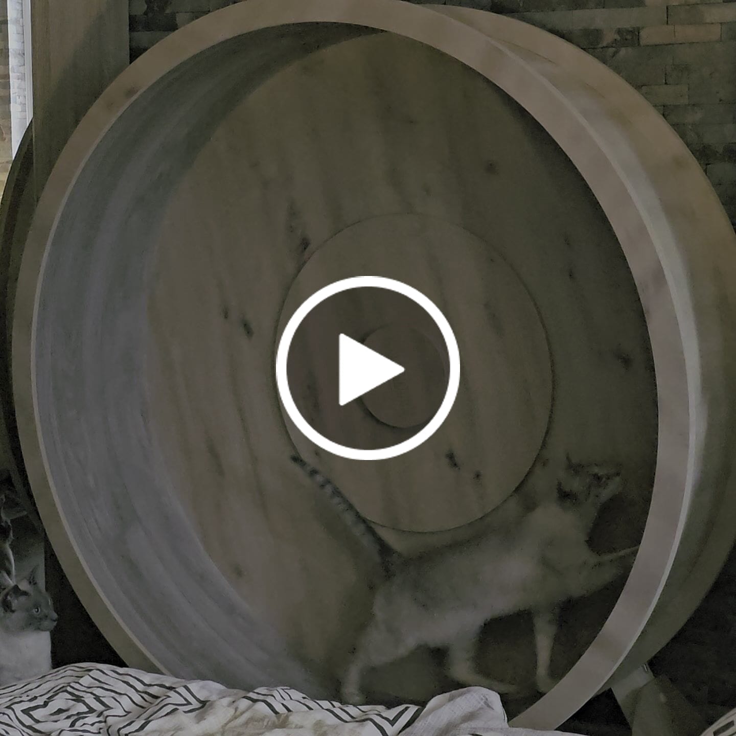 Customer video review of Elmato Katzenlaufrad Rocky Standmodell