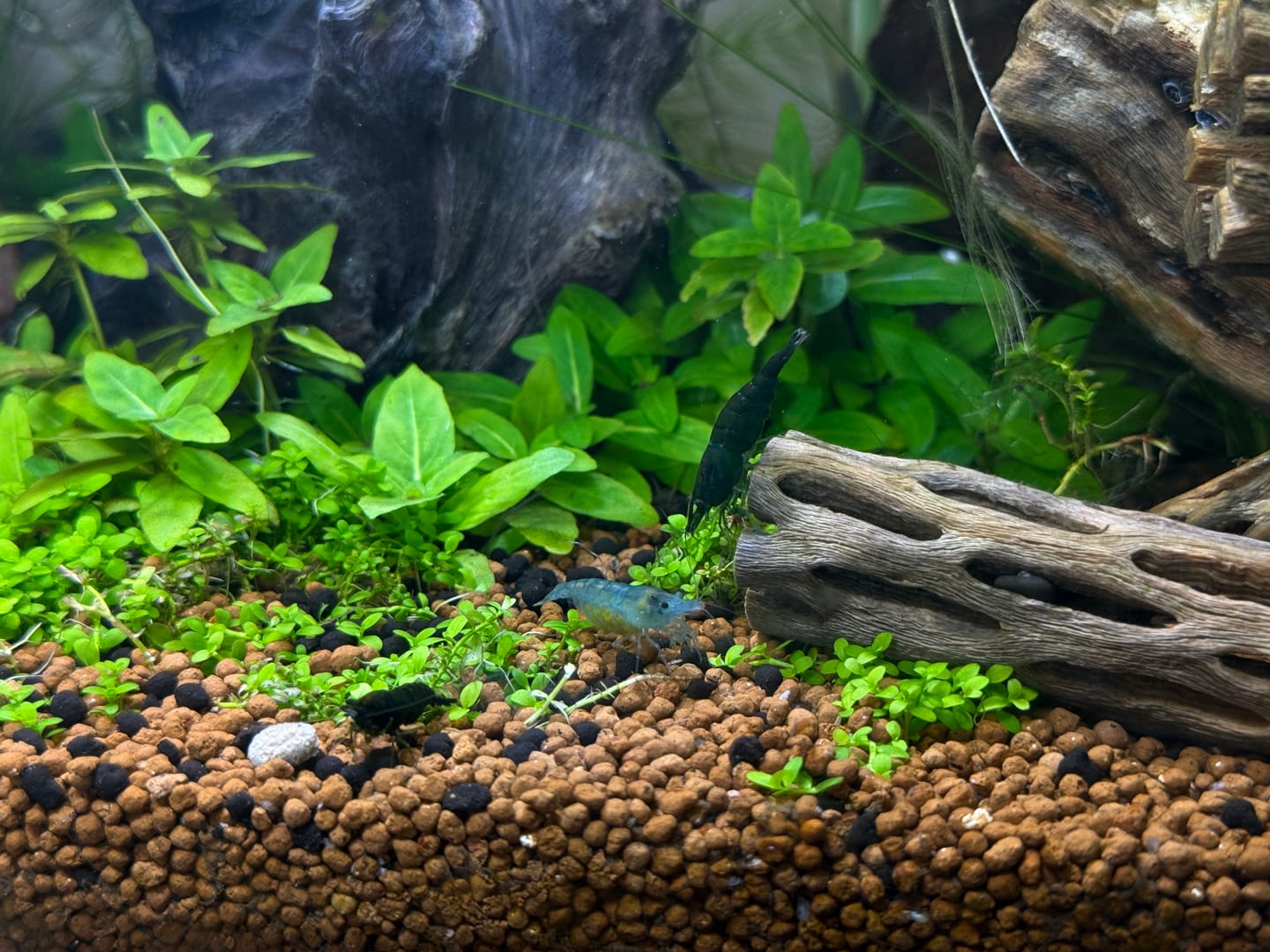 Customer photo review of Blue Velvet Shrimp