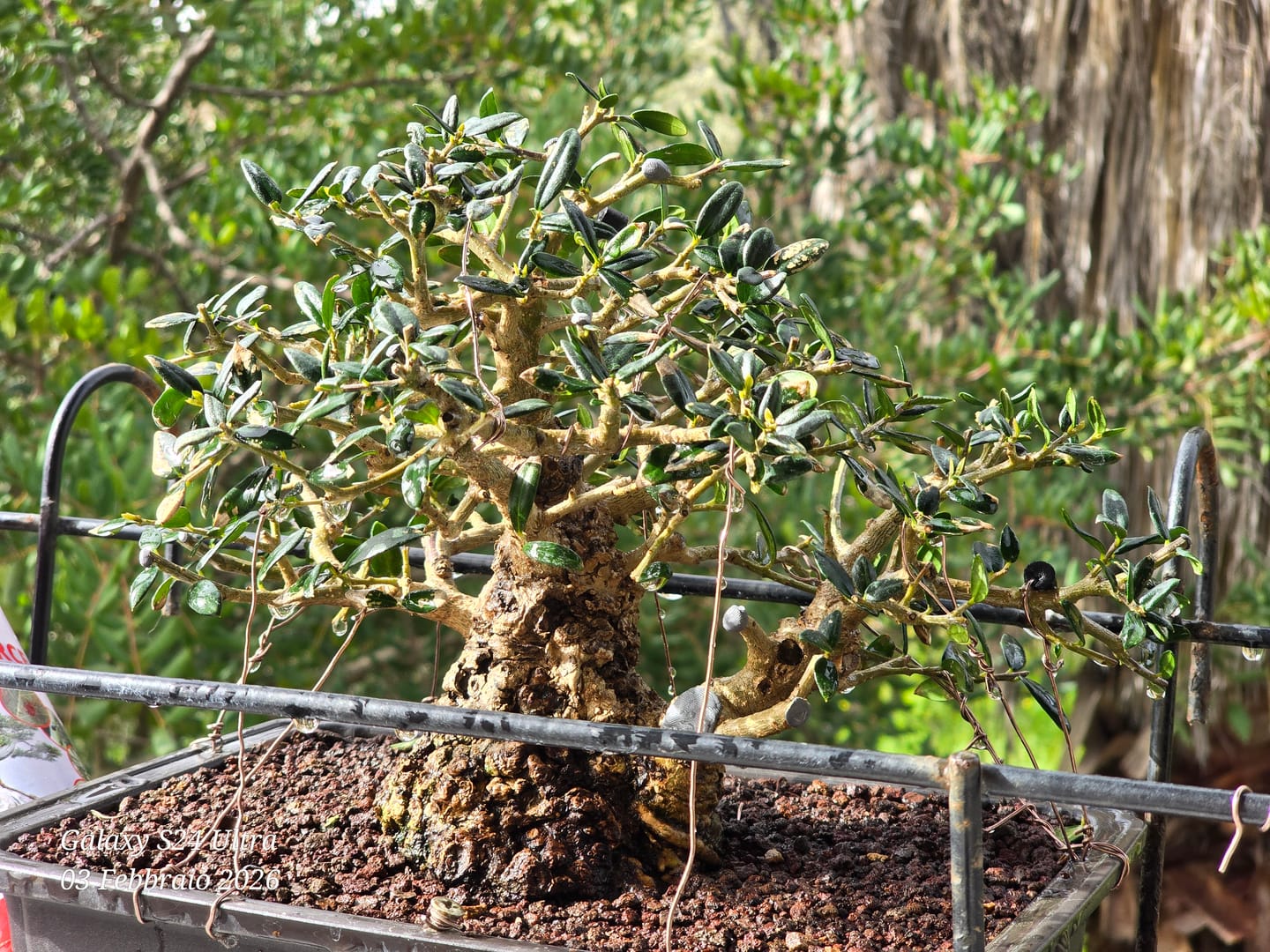 Customer photo review of Bundle 8 Video Corsi di Lavorazione Bonsai