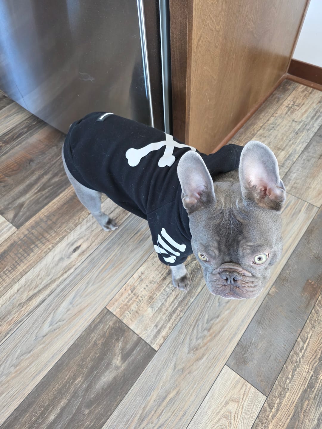Customer photo review of "WOOF" Dog Hoodie - Black & Reflective