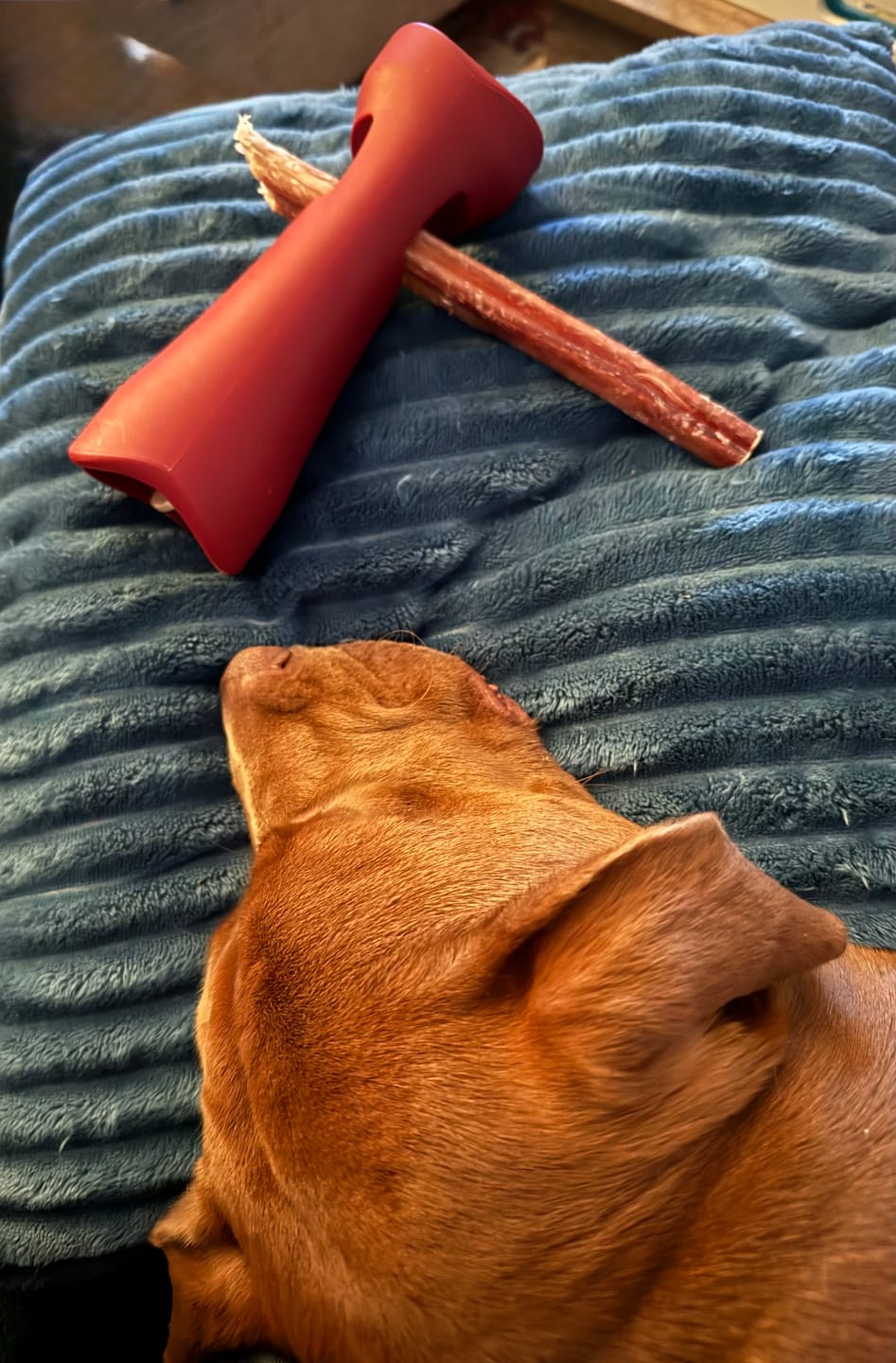 Customer photo review of 12 Inch Jumbo Bully Stick