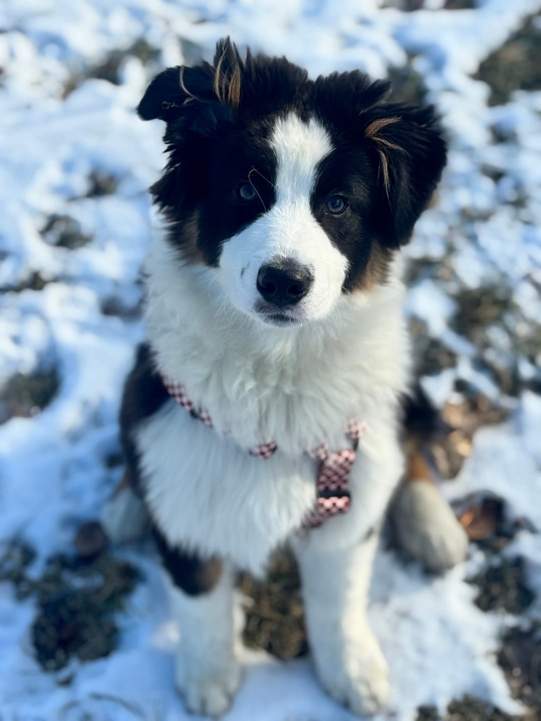 Customer photo review of Szelki guard "Cozy Plaid" - czarne okucia