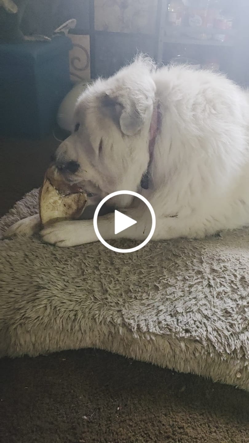 Customer video review of Chest Bone (11" x 6"x 3”): The Durable, Flavor-Packed Chew for Light and Moderate Chewers