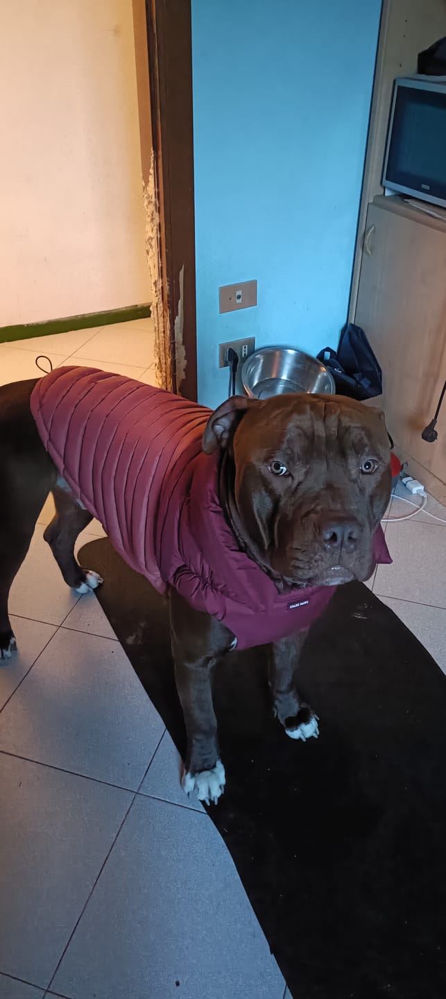 Customer photo review of PuffShield Winter Jacket - Red