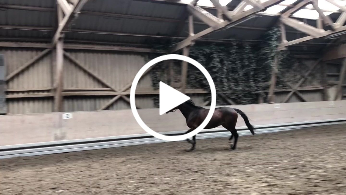 Customer video review of Kristallkraft Mental Balance