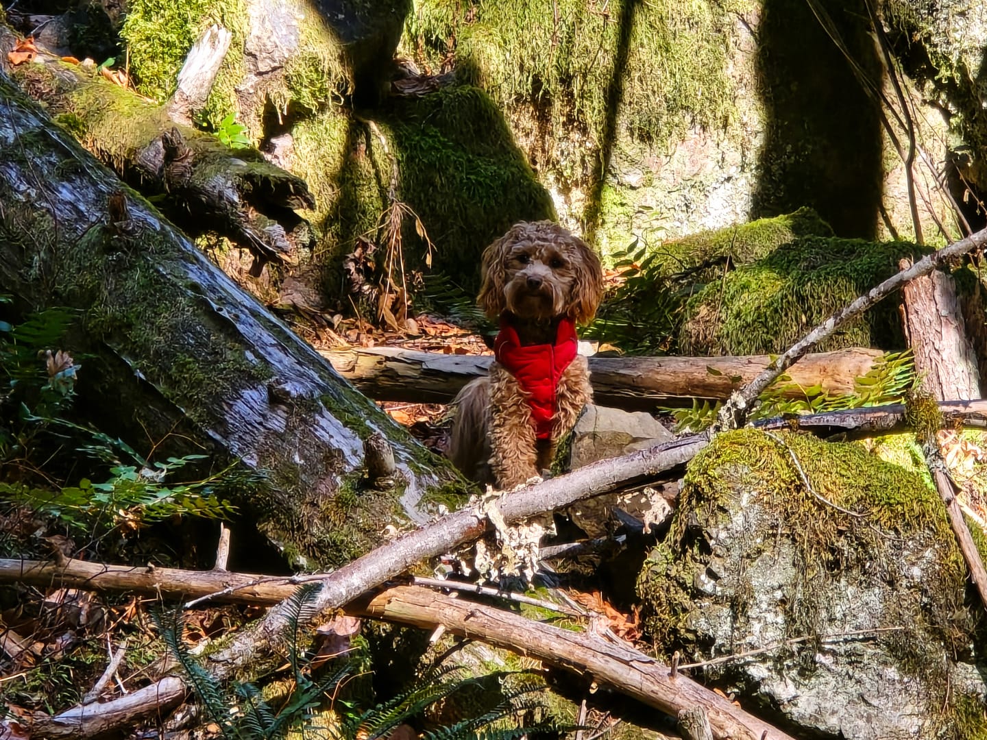 Customer photo review of WarmShield Water-Resistant Jacket - Olive