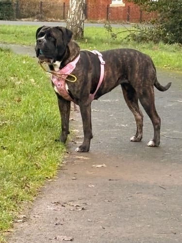 Customer photo review of Tough Trails™ Harness - Emily In Paris