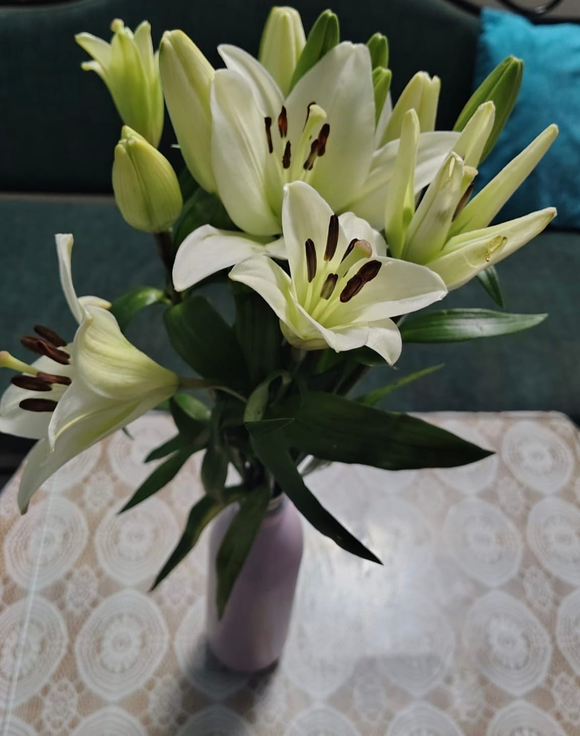 Customer photo review of Asiatic Lily