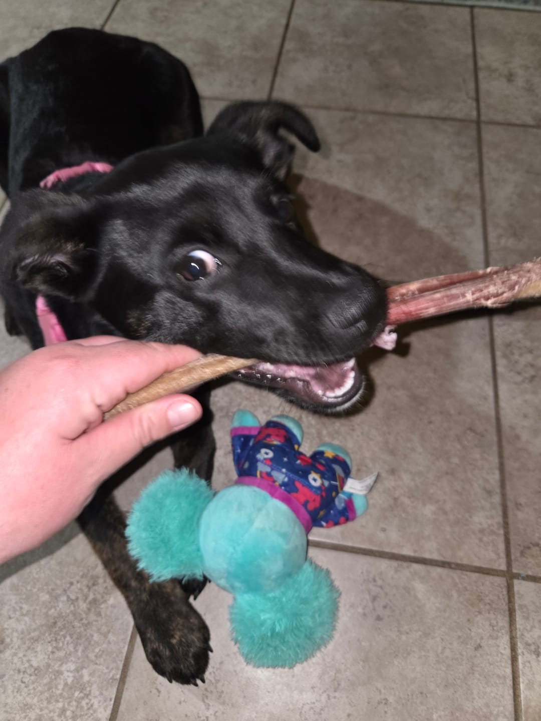 Customer photo review of 10-12 Inch Champion Chew