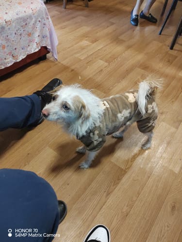 Customer photo review of CT3409 1 Pieza De Ropa De Invierno Para Mascota