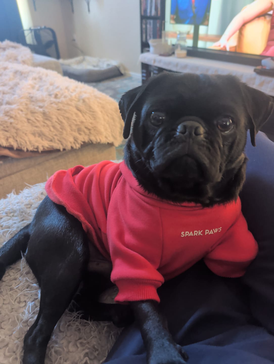 Customer photo review of Essential Dog Hoodie - Crimson Red