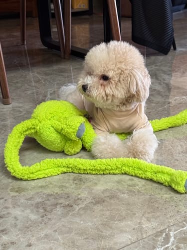 Customer photo review of Q-MONSTER 甩甩兔 發聲耐咬 毛絨玩具 3色