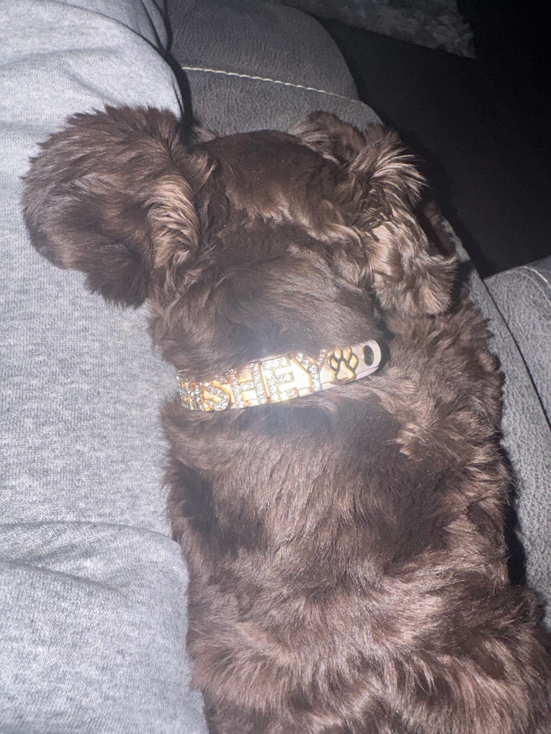 Customer photo review of The Personalized Sparkle Collar