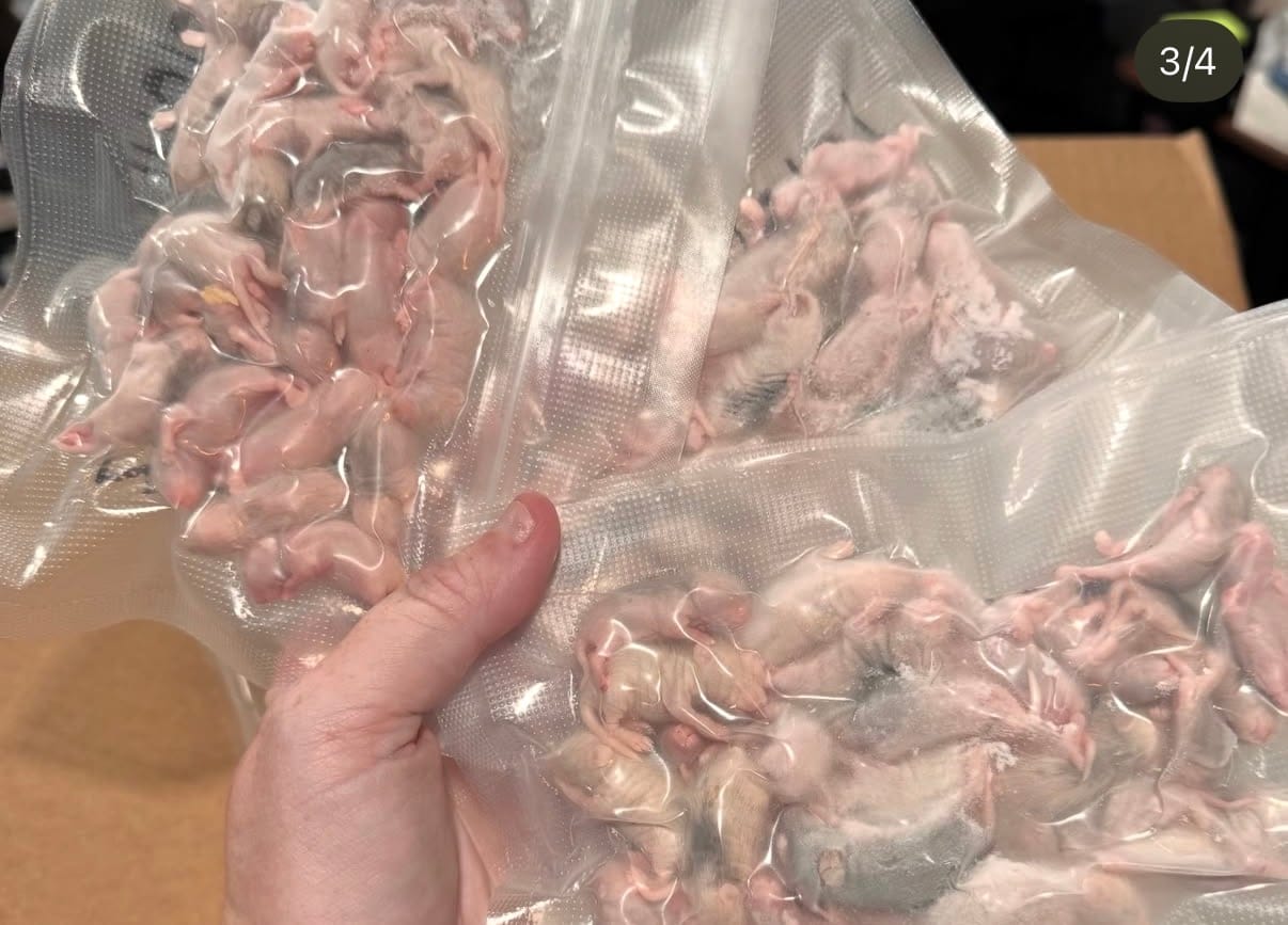 Customer photo review of Pinky African Soft Fur Rats (25 Count)