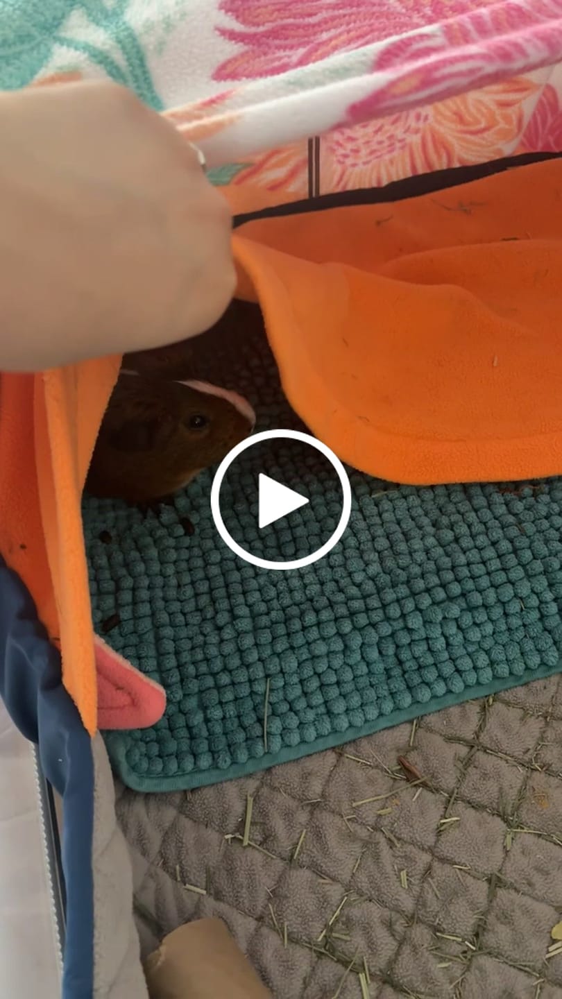 Customer video review of GuineaDad Original Liner For Small Animal Cages