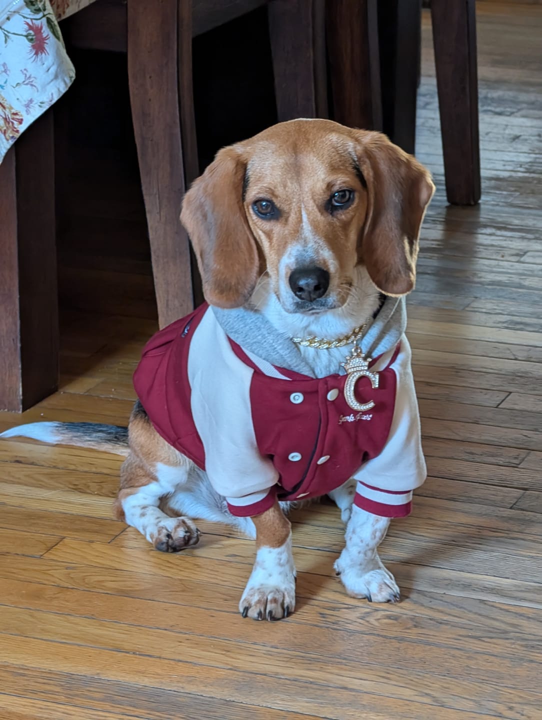 Customer photo review of Dog Varsity Jackets