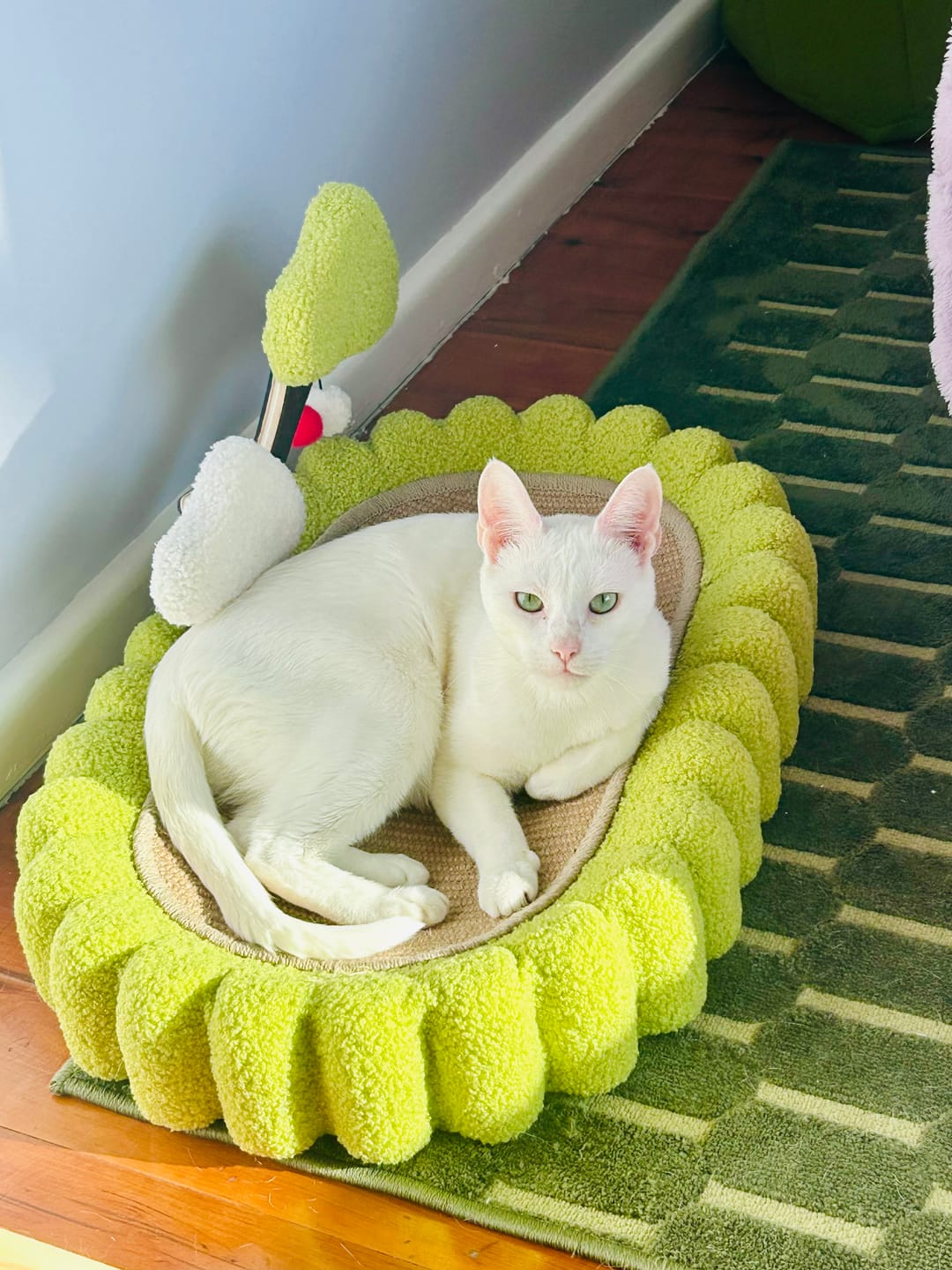 Customer photo review of Multifunctional Cat Scratcher Bed