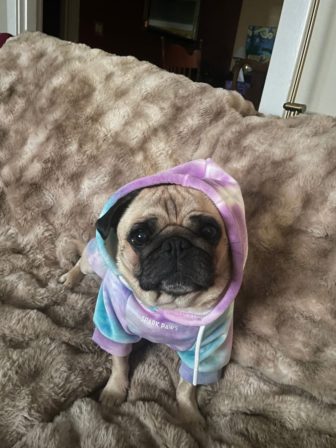 Customer photo review of Velvet Dog Hoodie - 90s Retro