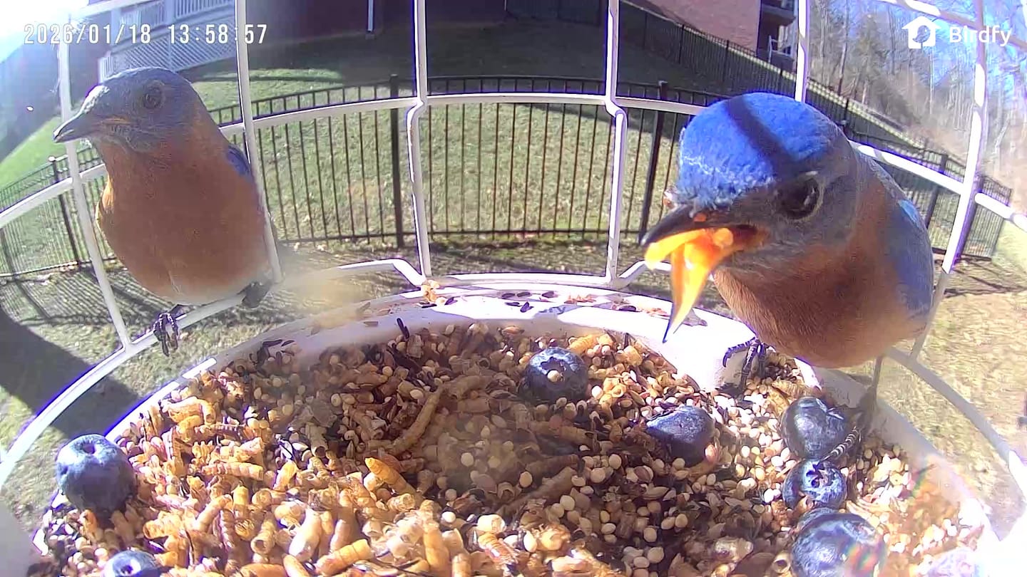 Customer photo review of Birdfy Feeder - AI-Powered Smart Bird Feeder with Camera