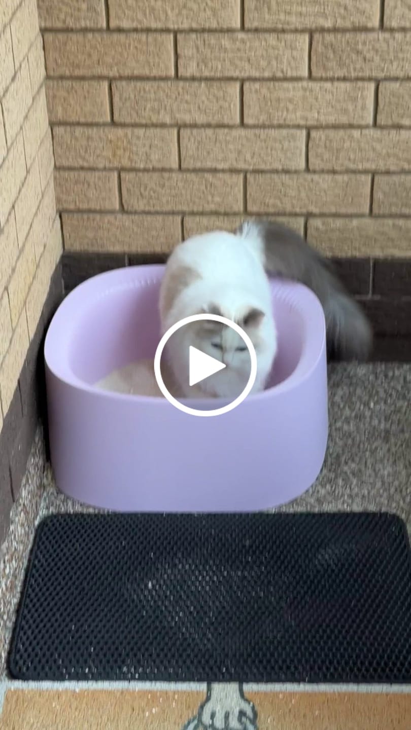 Customer video review of Michu Health Monitoring Tofu Cat Litter 2.5kg/6L - Complete pH Monitoring from Acidic to Alkaline