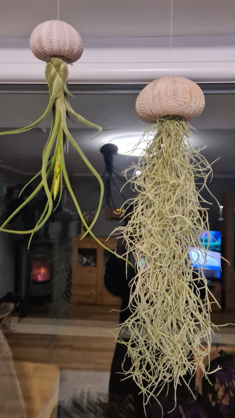 Customer photo review of Tillandsia usneoides - Lousianamoos