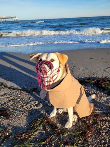 Customer photo review of Maulkorbbeschichtung einfarbig