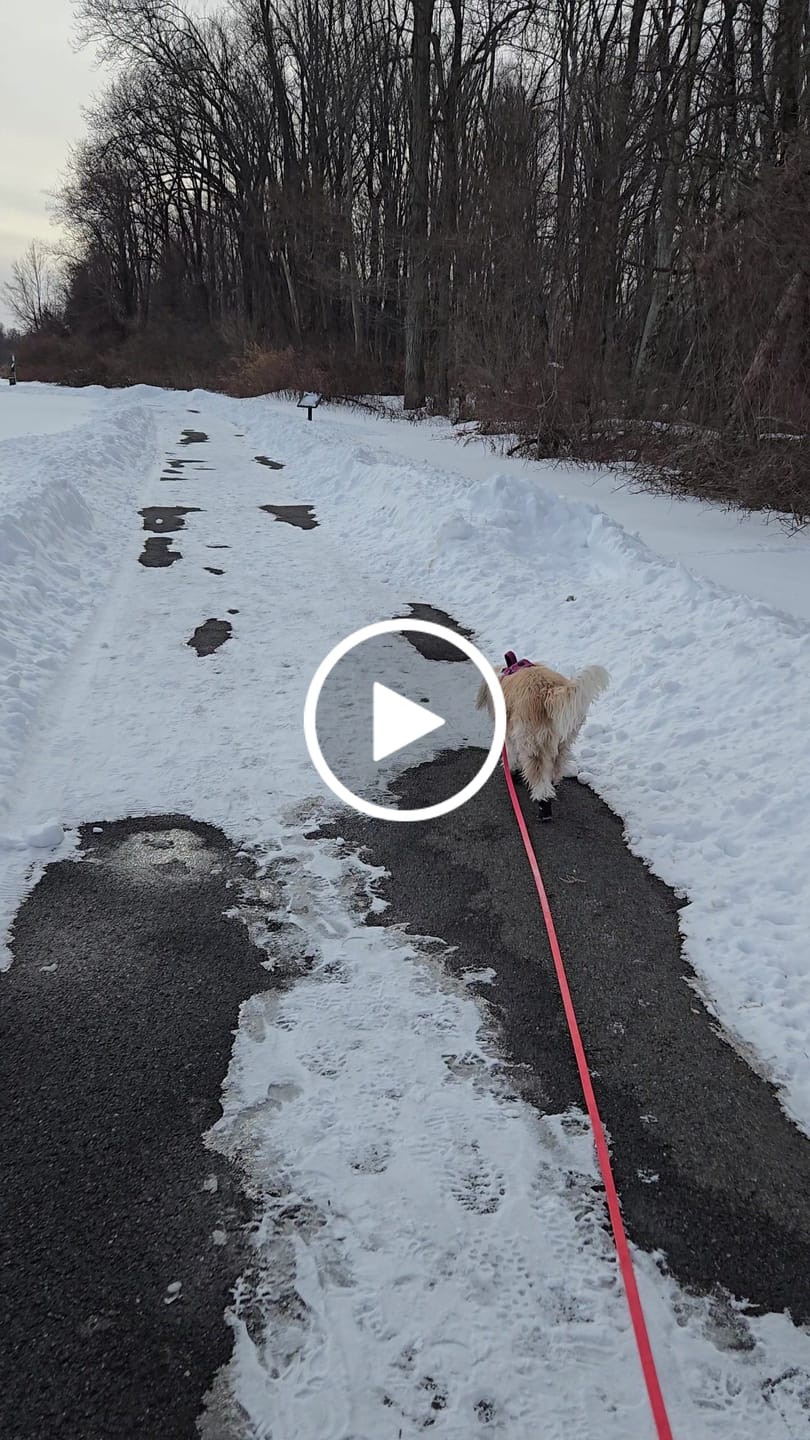 Customer video review of AIR PUP DOG BOOTS - SET OF 4