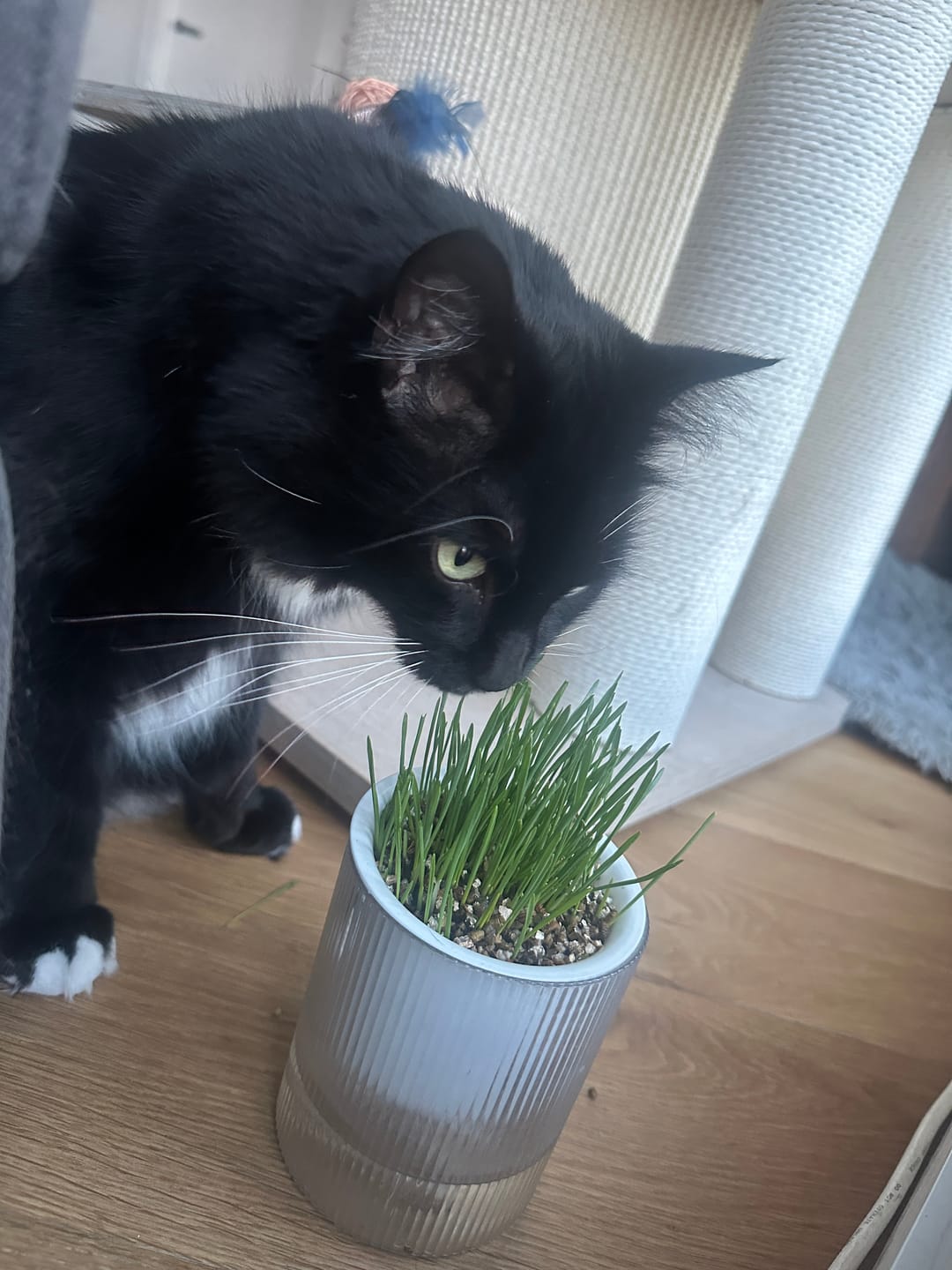 Customer photo review of Michu Cat Grass Seed Replacement Pack - The Ultimate Solution for Lush and Healthy Cat Grass Growth in Australia