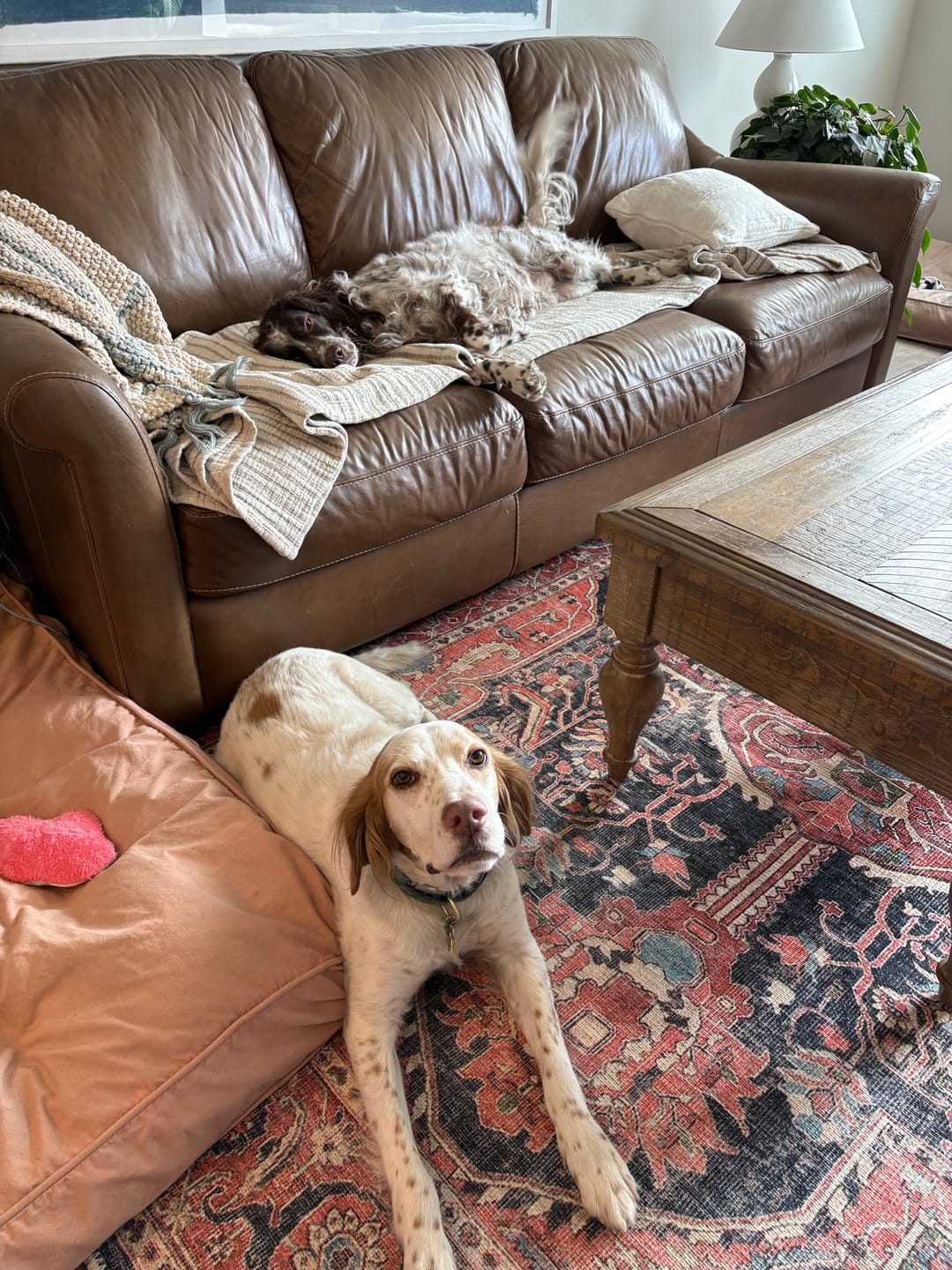 Customer photo review of Distressed Vintage Kendra Area in Multicolor Rug