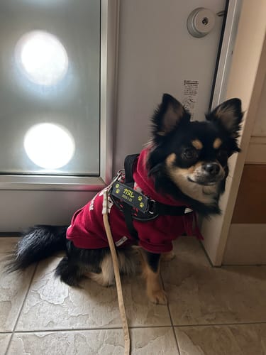 Customer photo review of FunFunPet 高機能ハーネス（お名前タグ作成サービス付き）