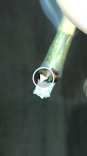 Customer video review of CALI SUPREME THCA Flower