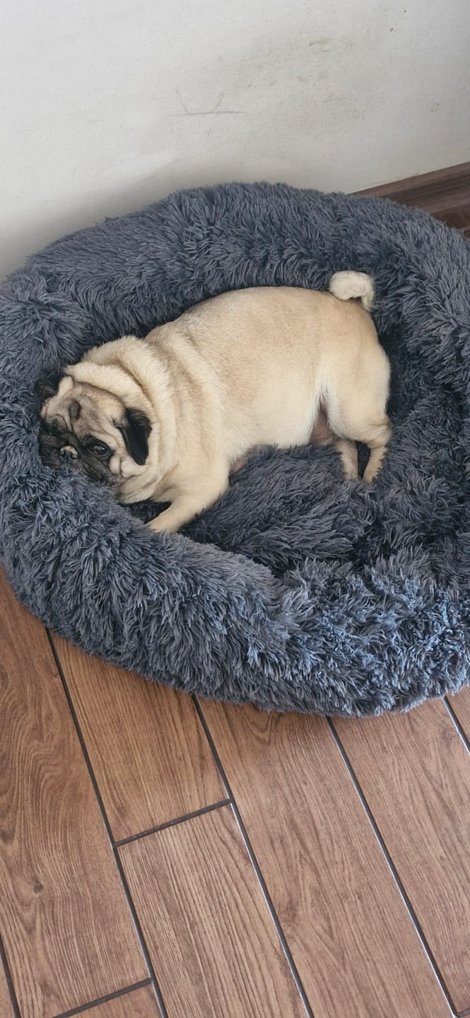 Customer photo review of Luxury Edition: Cama Anti-Estrés THE DOGS