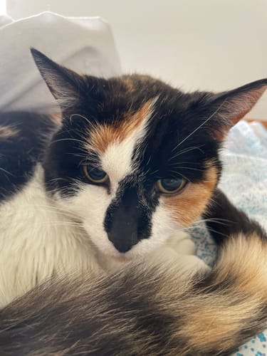 Customer photo review of Fit Litter