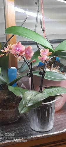 Kundenfoto der Duftorchidee Dusty Belle mit zwei Rispen mit orange-roten Blüten und gefleckten Blättern in einem Topf.