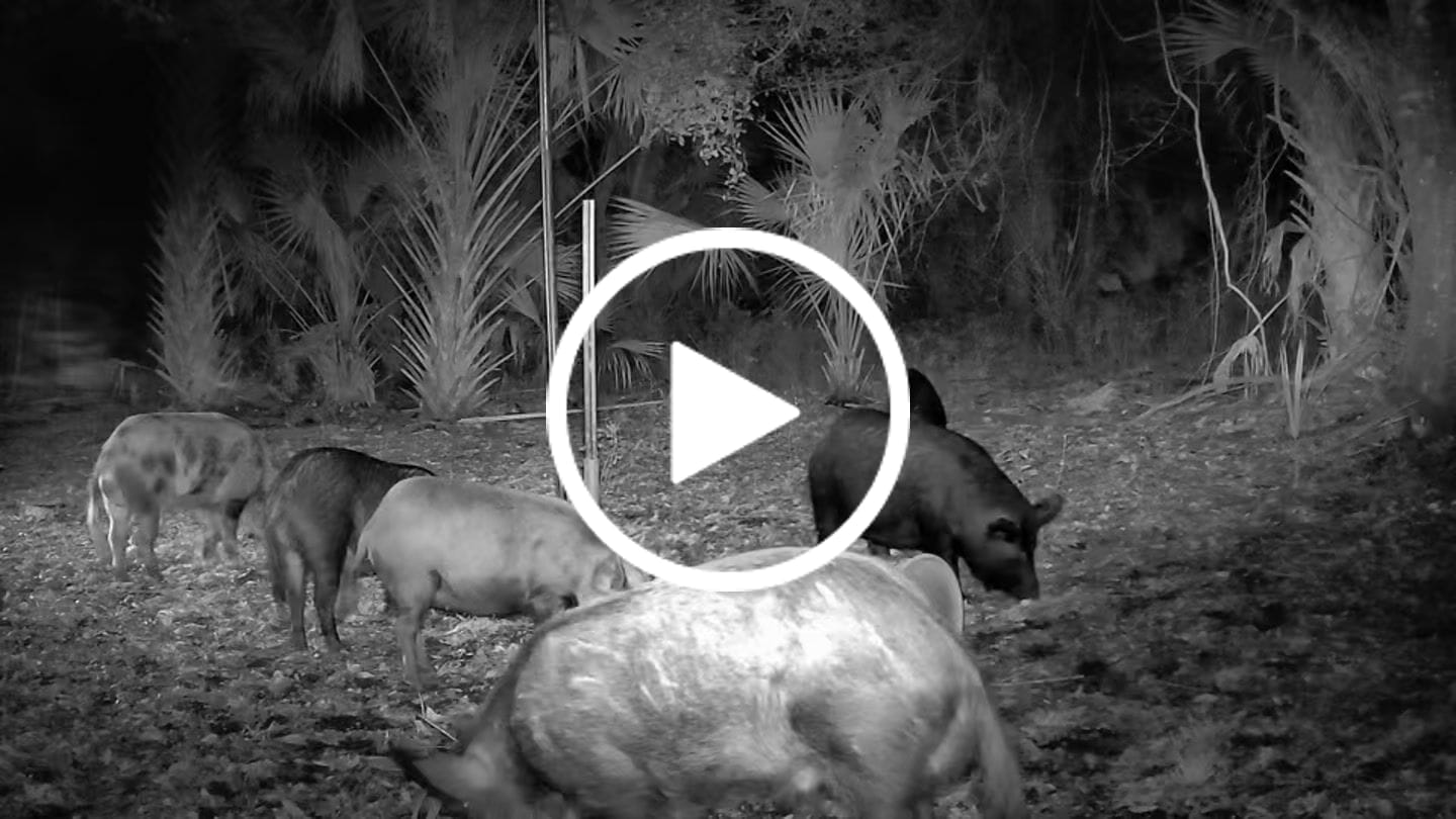 Customer video review of GardePro X66 Pro Cellular Trail Camera