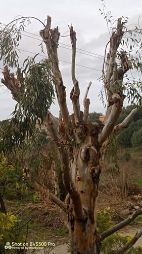 Customer photo review of 18V Nexxsaw Cordless Brushless One-Hand Chainsaw V3 Ultra 7''