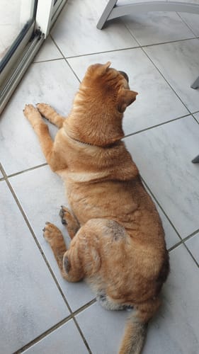 Le chien d'une cliente se repose sur le carrelage, montrant la repousse de son poil sur le bas du dos.