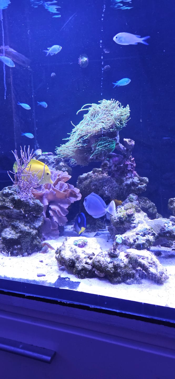 Customer photo review of Coral Reef Premium Salz 25kg Beutel