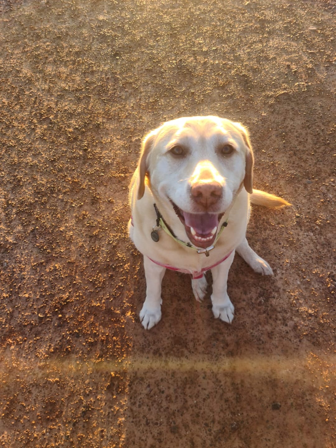 Customer photo review of FlexCare (Joint & Movement Support For Dogs)
