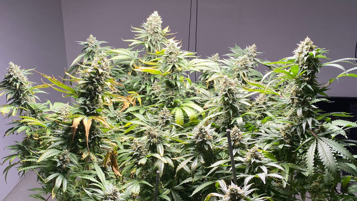 Customer photo review of General Hydroponics GH CaliMagic Calcium + Magnesium (1-0-0)